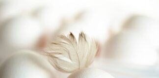 Експерти попереджають: чому не можна купляти яйця категорії С0