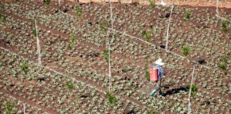 Городник пояснив, як підживлювати ділянку кінським навозом