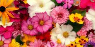 Городники розповіли, що робити з квітами восени