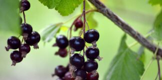 Агрономи розповіли, як навесні обробляти смородину від хвороб