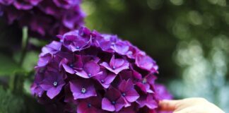 Найкраще добриво для гортензій за версією дачників
