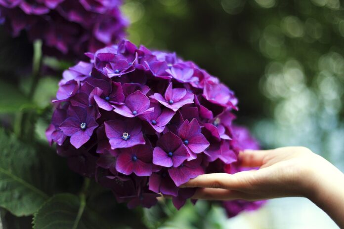 Цікавий лайфхак для вирощування гортензій: поради від флористів 