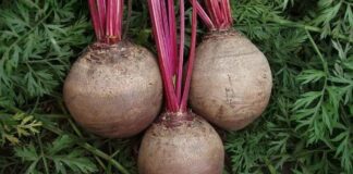 Дачники розповіли, як виростити буряк розміром з кавун