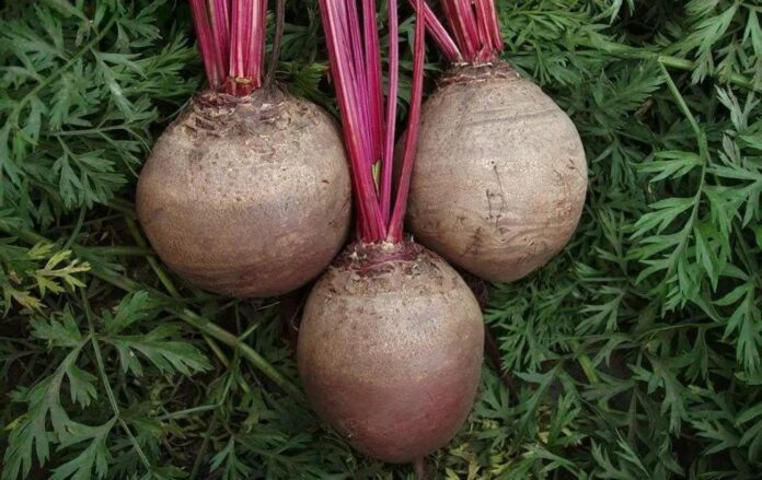 Дачники розповіли, як виростити буряк розміром з кавун