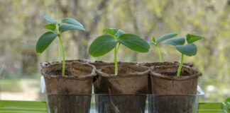 Як удобрювати розсаду огірків