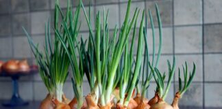 Як виростити соковиту зелену цибулю