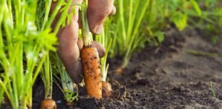 Як виростити моркву без проріджування