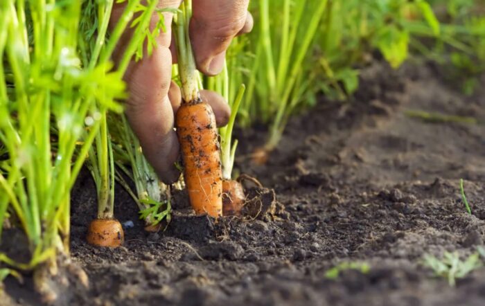 Як виростити моркву без проріджування