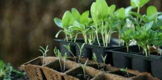 Удобрення для розсади з куркуми