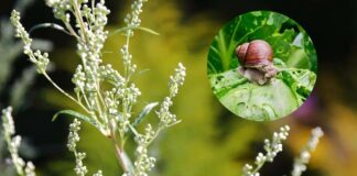 Для чого на городі потрібна полин-трава