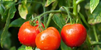 Рецепт добрива для томатів для хорошого росту