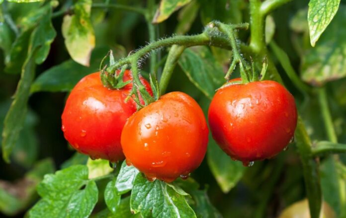 Рецепт добрива для томатів для хорошого росту