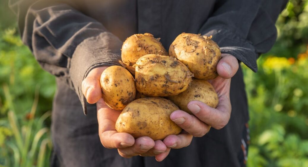 Ніяких мінеральних добрив, тільки натюрель: підкормка зі звичайної картоплі, але наскільки результативна 