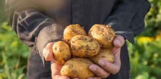 Як удобрити картоплю та город