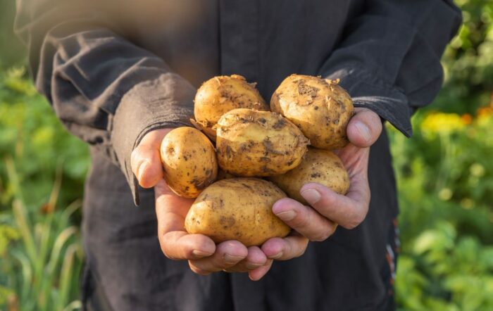 Як удобрити картоплю та город