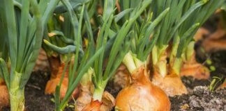 Основні помилки у вирощуванні цибулі