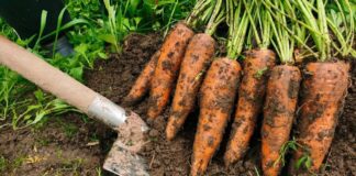 Як правильно зберігати моркву