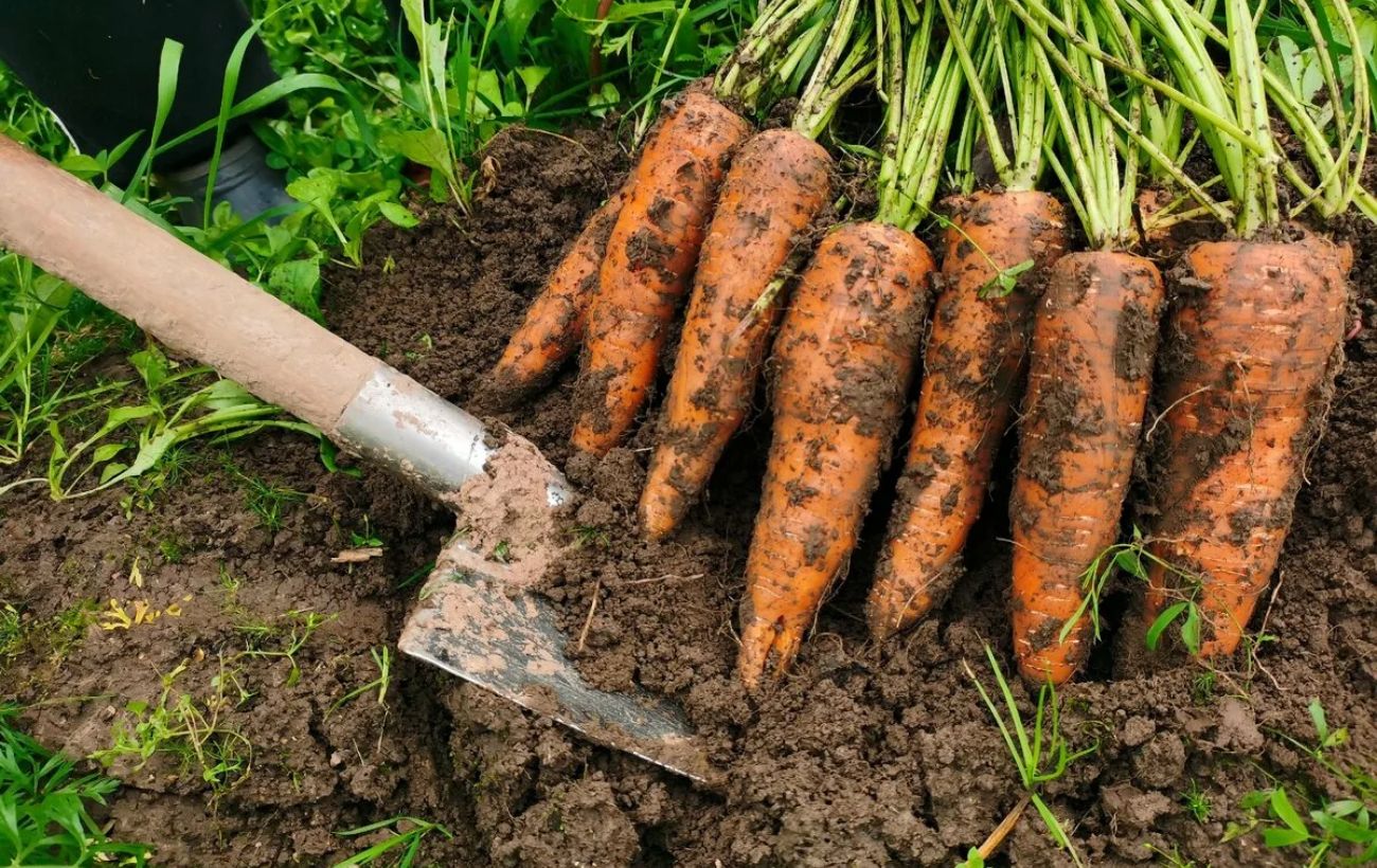Як виростити рівну моркву на городі
