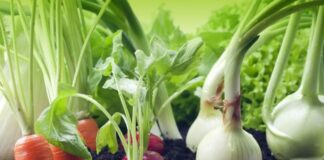 Як виростити врожай без добрив