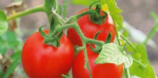 Експерти назвали рослини, які не слід вирощувати поруч з томатами