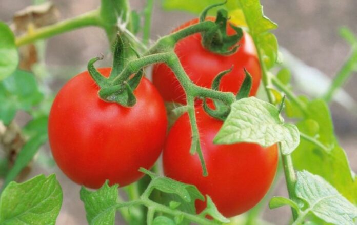 Експерти назвали рослини, які не слід вирощувати поруч з томатами