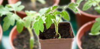 Ідеальне добриво для розсади
