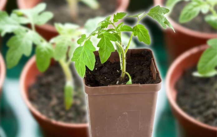 Ідеальне добриво для розсади Ідеальне добриво для розсади