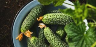 Найкраще добриво для росту огірків