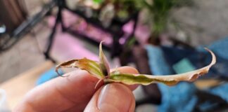 Як врятувати рослину вдома