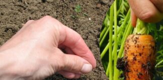 Як сіяти моркву навесні