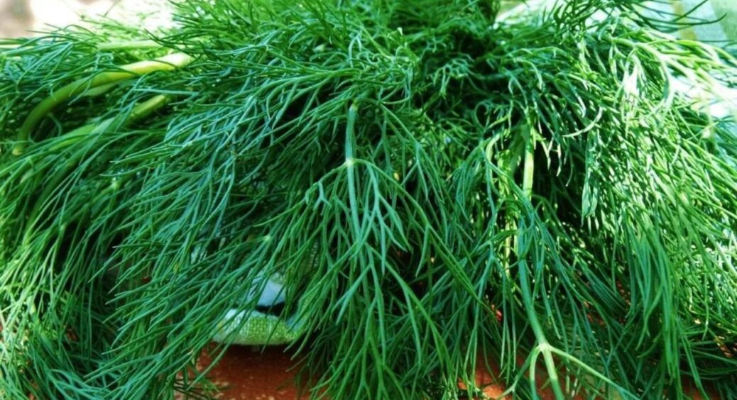 Витрусила у папірець – і кріп росте як бур’ян: хитрість дивна, але дієва на всі 100. Виростає дуже соковитим 