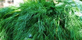 Як виростити пишний та ароматний кріп на городі 