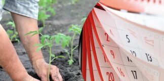 Досвідчені городники назвали дії, які можна і не можна робити у травні