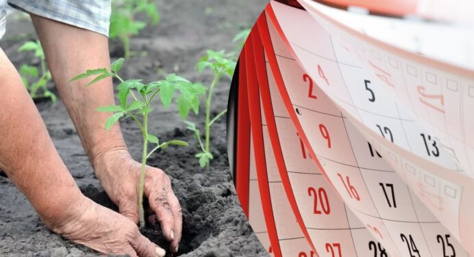У ці 4 дні працювати з рослинами заборонено: місячний посівний календар на тиждень з 18 по 24 березня 2024 