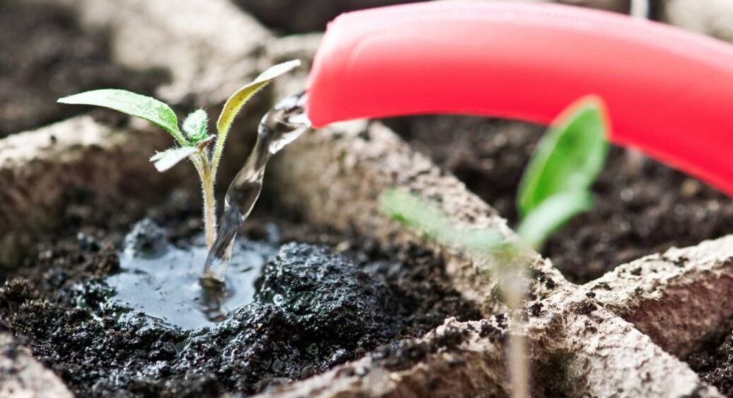 Колись агроном розповів, як правильно поливати розсаду: відтоді проблем із сіянцями не було. Ну диво-порада! 