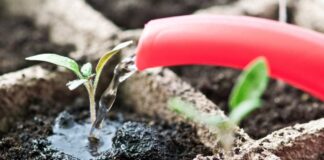 Як правильно поливати розсаду