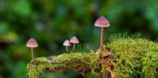 Експерти назвали дієвий метод боротьби з мохом та лишайником