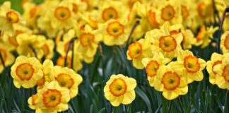 Чому не цвітуть нарциси: садівник назвав причини