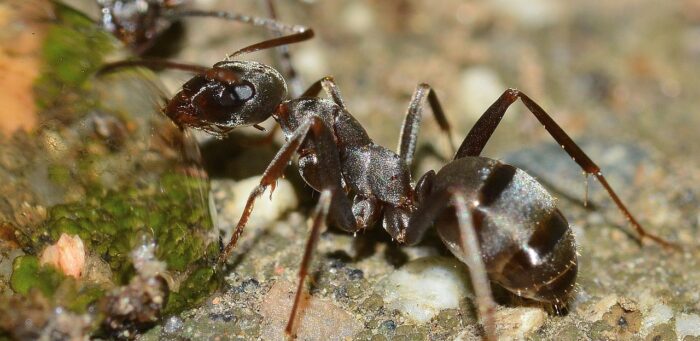 Експерти розповіли, як екологічно прогнати мурах і попелицю з ділянки