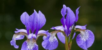 Вирощуємо іриси: посадка і догляд