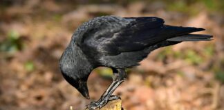 Експерти назвали найефективніший метод видалення пенька з ділянки