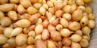 Чим варто підживити цибулю: поради від господарів 