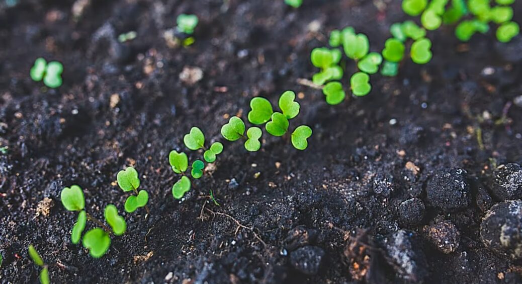 Вношу всього 1 підкормку і ґрунт на городі після зими не впізнати. Запасайтесь, поки його ще не розхапали 