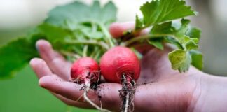 Дачники розповіли, що посадити на городі на зиму 