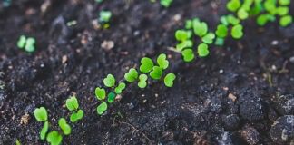 Чим краще підживити землю після зимівлі: корисні поради від городників