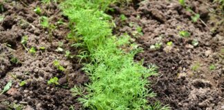Як правильно сіяти кріп у відкритий ґрунт
