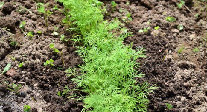 Посіяла цю ароматну зелень на городі – і в салати йде, і земля сказала мені “дякую”: ґрунт став такий пухкий 