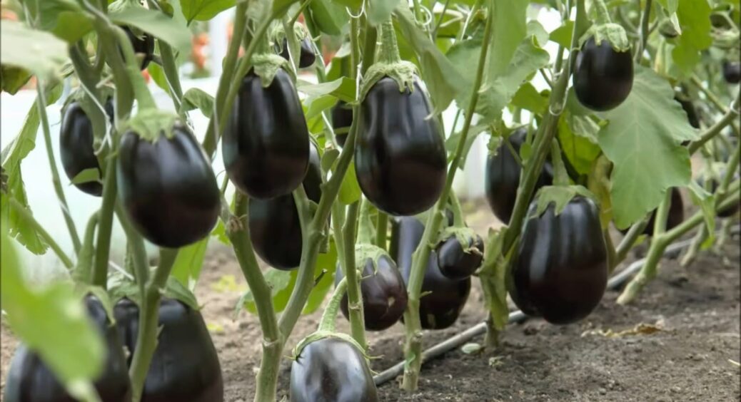 Сусідка Маринка розкрила секрет вирощування розсади баклажанів вдома: багатий врожай забезпечено 