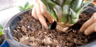 Як виростити ананас вдома