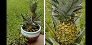 Як виростити ананас з верхівки: поради